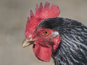 Close-up of a bird