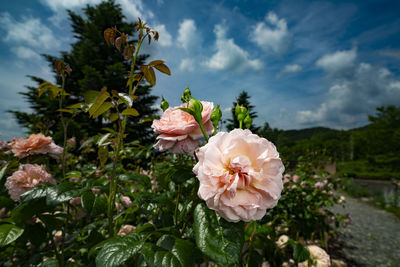 Close-up of pink rose