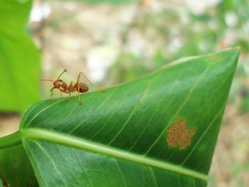 Close-up of insect on leaf