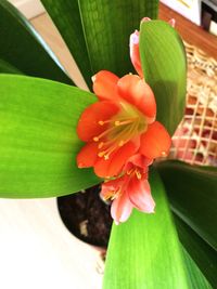 Close-up of flower blooming outdoors