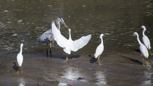 White birds on a lake