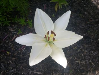 High angle view of white crocus blooming outdoors
