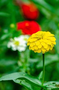 Close-up of yellow flowering plant