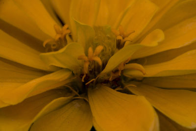 Full frame shot of yellow flowering plant