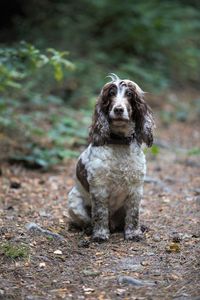 Portrait of dog sitting on field