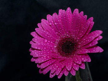 Close-up of wet pink flower blooming against black background