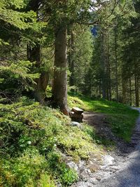 Trees in forest