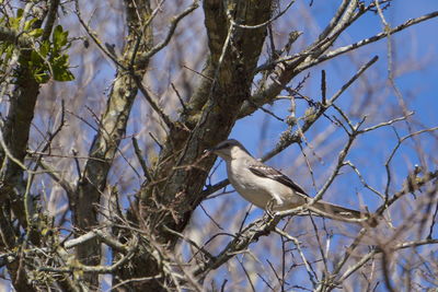 Low angle view of birds perching on branch