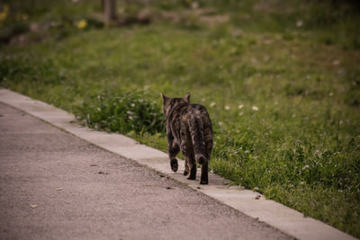Cat walking on road