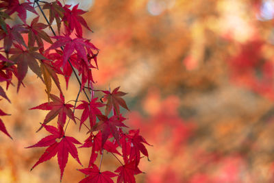 Close-up of maple leaves against blurred background