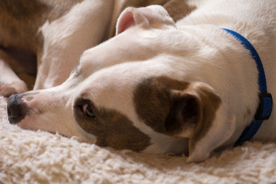 Close-up of dog lying down