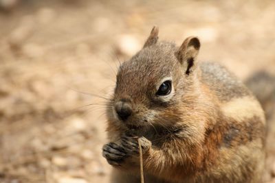 Close-up of squirrel eating