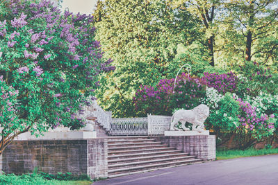 View of a flowering plants against building