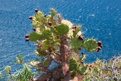 Cactus plant growing by sea
