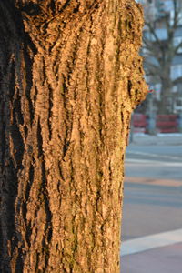 Close-up of tree by road against sky