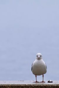 Seagull perching on a wall