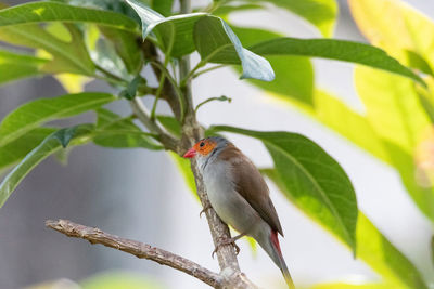 Close-up of bird perching on branch