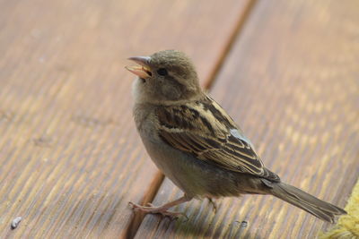 Close-up of bird perching on wood