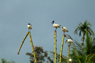 Low angle view of birds perching on plant against sky