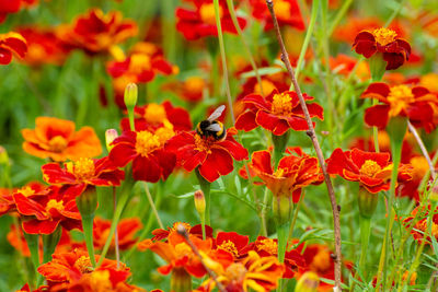 Close-up of bee pollinating on flower