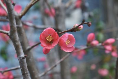 Close-up of pink cherry blossoms in spring