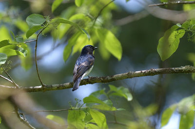 Low angle view of bird perching on branch