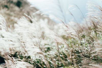 Close-up of plant growing on field