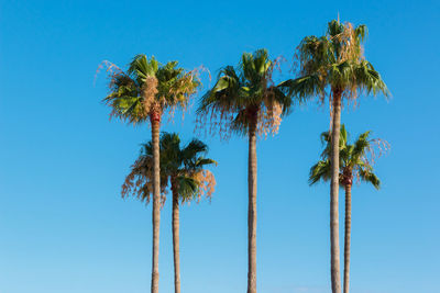 Summer background with palm trees on blue sky background.