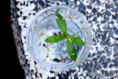 High angle view of leaves and flower buds floating on water in glass