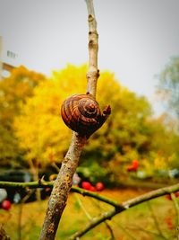 Close-up of snail on tree