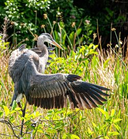 Close-up of a bird on field