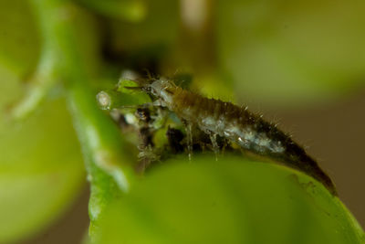 Close-up of insect on leaf