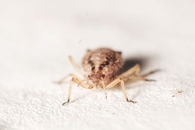 Close-up of spider