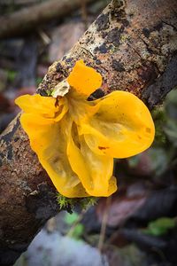 Close-up of yellow flower growing on tree