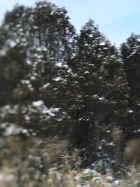 Low angle view of snow covered trees in forest