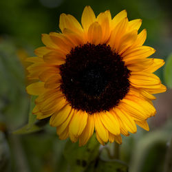 Close-up of sunflower