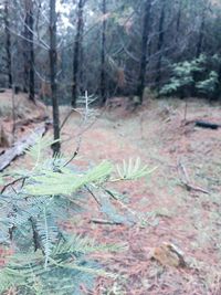 Trees in forest