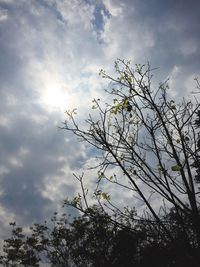 Low angle view of blooming tree against cloudy sky