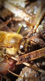 High angle view of bee on leaf