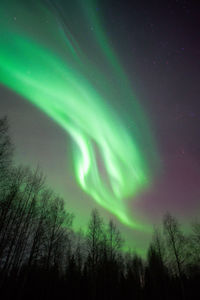 Low angle view of trees against sky at night