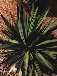 Close-up of plant