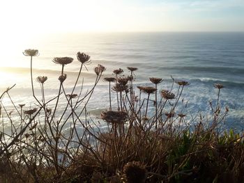 Plants by sea against sky