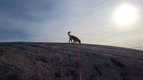 Low angle view of horse against sky