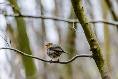 Bird perching on a branch