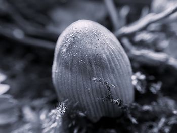 Close-up of flower growing outdoors