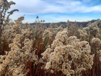 Close-up of plants growing on land against sky