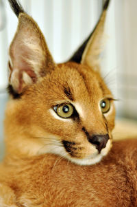 Close-up portrait of a cat