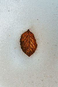 High angle view of dry leaf on land