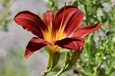 Close-up of red lily on plant