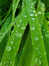 Close-up of wet leaves on rainy day